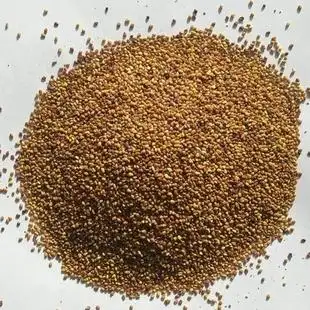 进口白三叶草种子红三叶草籽护坡草坪四季果园绿肥牧草多年生草籽