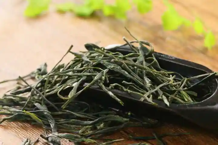 广东的黄茶太低调了