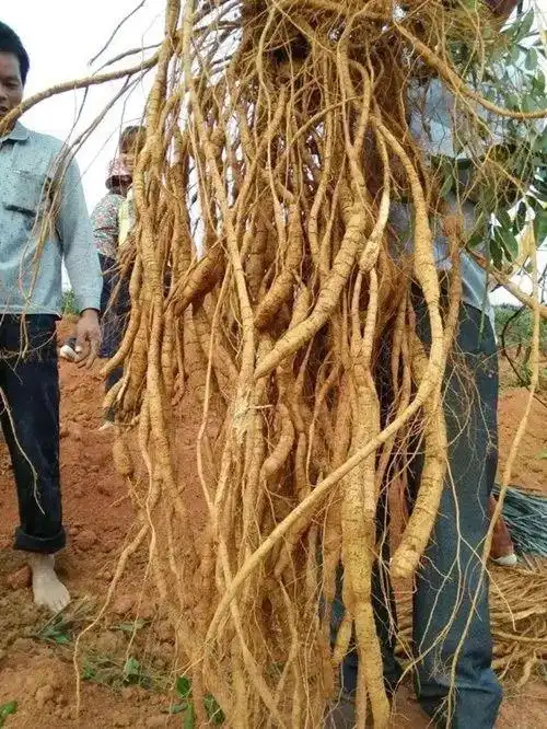 牛年吃牛大力怎么吃有讲究