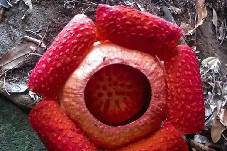 世界十大最奇特植物,巨魔芋上榜,第二是世界花王