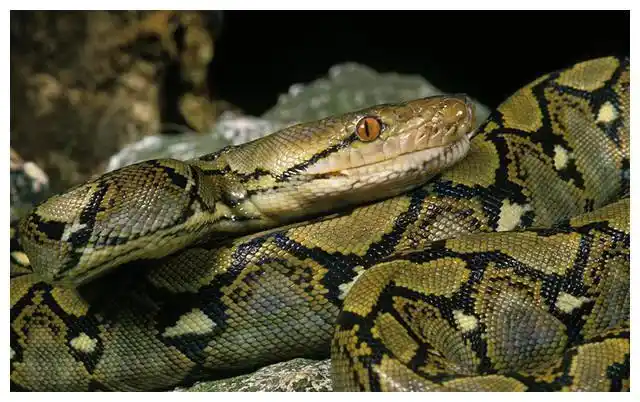 蟒蛇|森蚺|狮鬃|纽虫_网易订阅