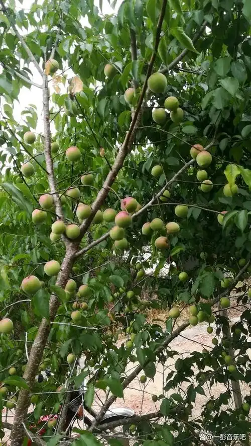 青梅成熟之季《陆河万亩梅园》