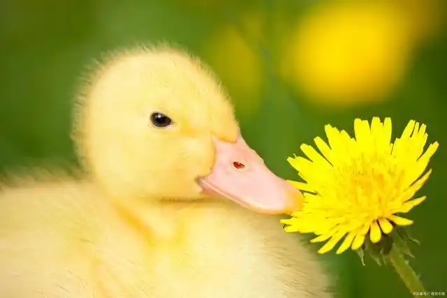 《我可爱的小鸭子》小学作文