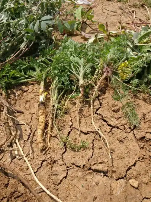 宏伟-丹水润的美篇