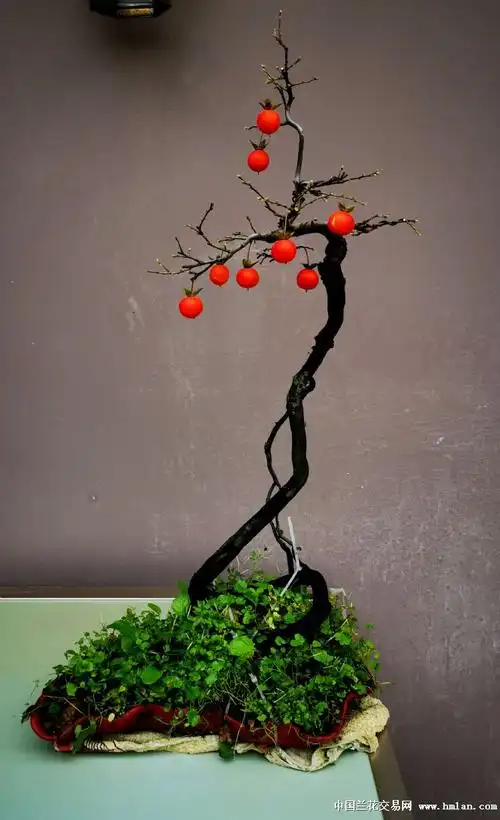 自己种的几个老鸦柿-盆景园艺-中国兰花交易网社区