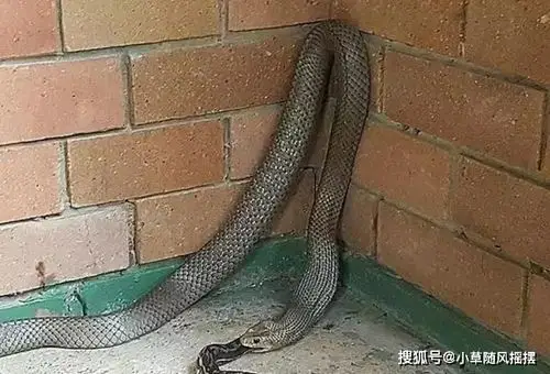 原创东部拟眼镜蛇吞食地毯蟒,因贪吃竟安安静静被装入消防袋中