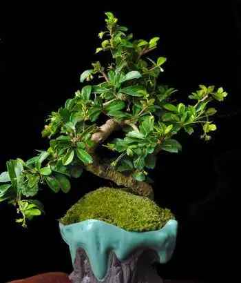 春三月移植茶树盆景,并适当提根,以增加作品的古雅神韵