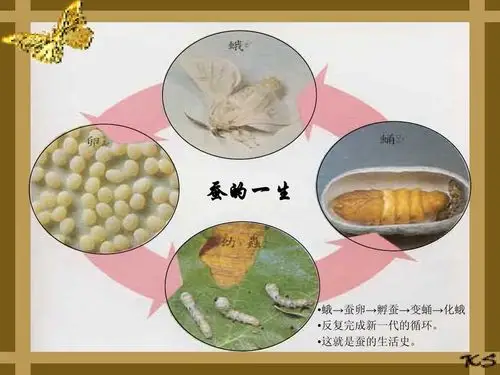 我的蚕宝宝,《观察记录》,观察者:新世纪学校三年级(2)班杨诗涵