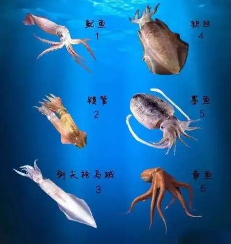怎么区分鱿鱼小管透抽软丝墨鱼章鱼