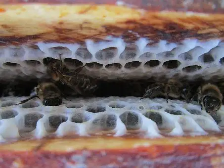 蜜蜂蜂王从蜂王产卵情况如何判断蜂王是否正常