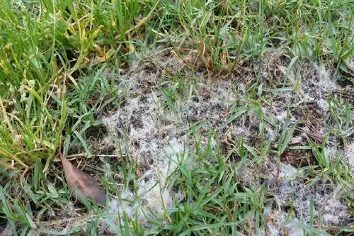 当条件适合时,病害发展很快,甚至一夜就可毁掉整块草坪