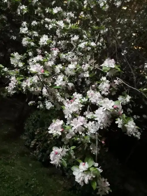 夜观盛开的海棠花