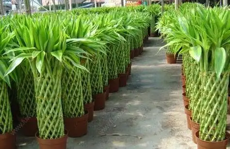 富贵竹寓意和象征着什么?