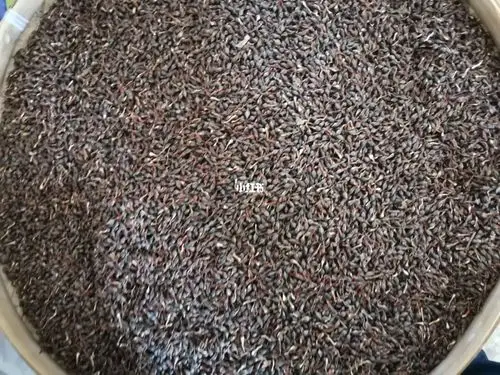 沉香种子已采摘完,沉香种子带壳的已停止供_沉香_采摘_美食_美食展示