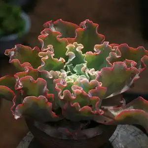 贵货高沙之翁舞会红裙婚纱法国皇后包菜缀化多肉植物系列窗口绿植