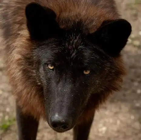 eastern canadian red wolf