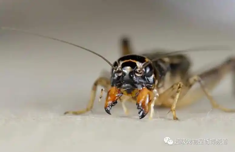 网络神文|一句话总结选虫的黄金法则!_腾讯新闻