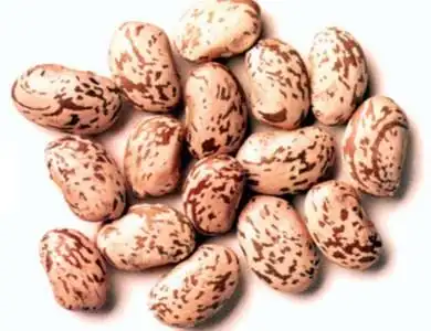 pinto beans