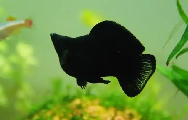 养黑玛丽鱼需要注意哪些?