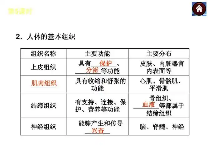 人体的基本组织 组织名称 上皮组织 肌肉组织 ________ 主要功能 具有