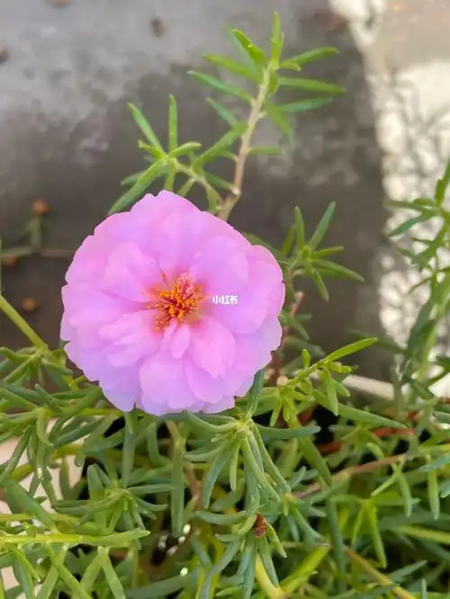 籽播重瓣太阳花陆续开花啦