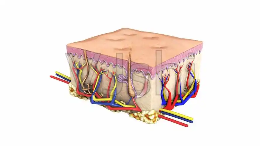 皮下组织分布展示