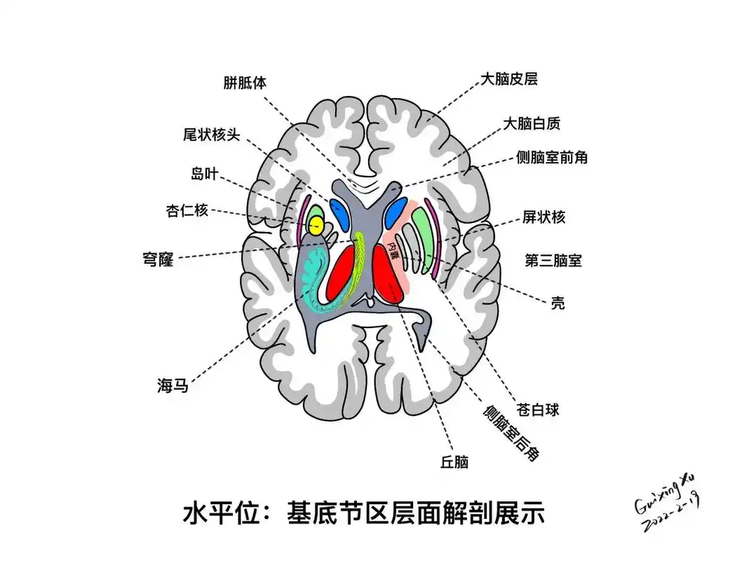 每天都在说双侧基底节区腔隙性脑梗塞 你真的彻底了解"什么是基 - 抖