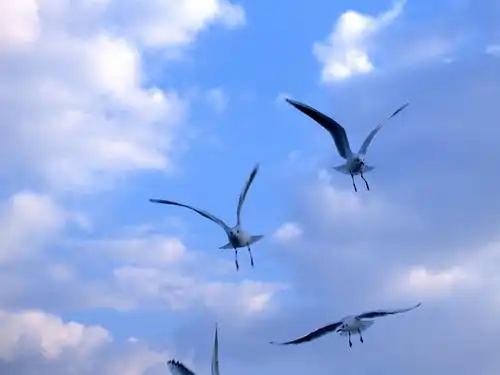 空中最美的舞者