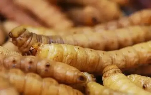 每公斤豆虫能卖100元让农民深恶痛绝的害虫成了宝