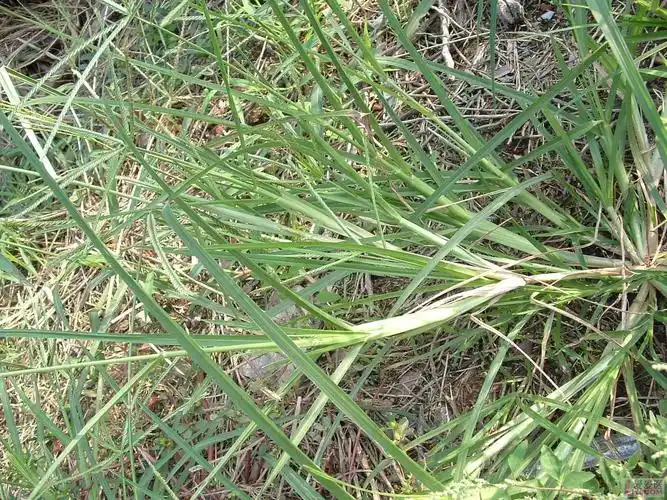 p> span class="ref" data-ctrid="10oq0ggr">葫芦草(学名: /span>