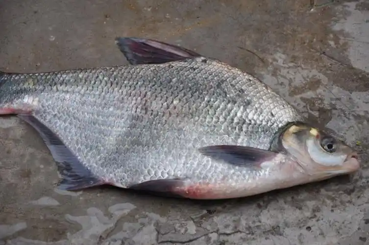 教育/科学 理工学科 地球科学 同问 满意回答  2013-03-06 21:18 鳊鱼