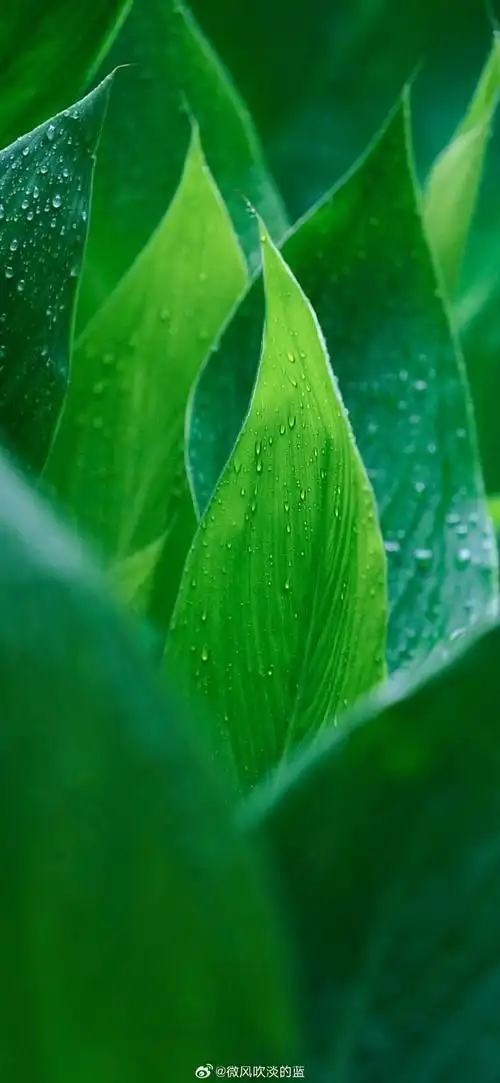 植物##黄梅天##植物汇##发现极美南京