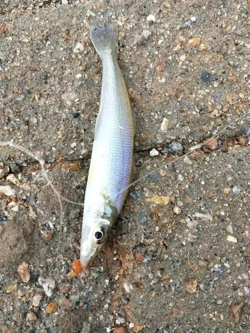 什么鬼鱼 多得跟米一样!