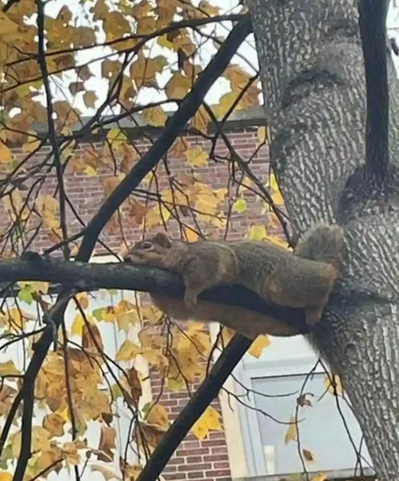 发现一个睡懒觉的小松鼠,它还真大胆,就这样睡着了