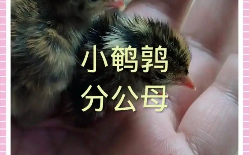 小鹌鹑分公母