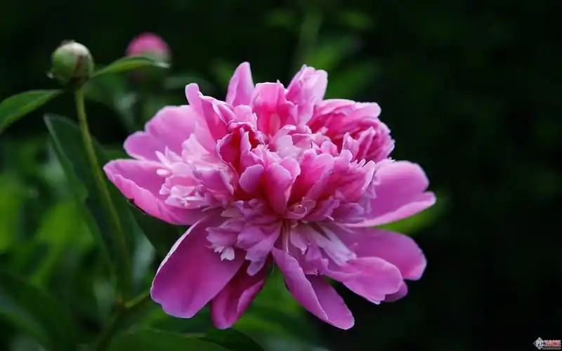 花中之王:牡丹桌面壁纸