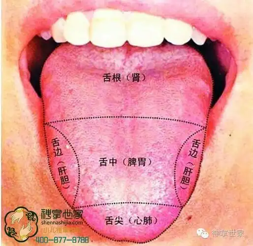 要辨别异常的舌象变化,首先要知道正常舌象是怎样的.