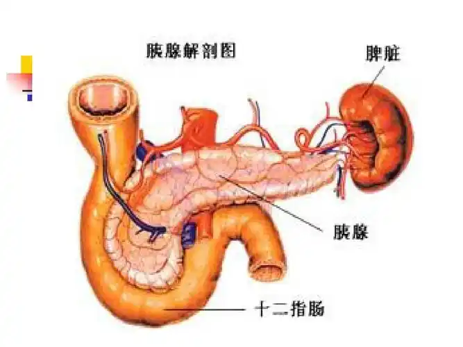 急性脾心痛幻灯3ppt