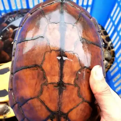 iwown 正宗纯种石金钱龟南种石龟活体宠物观赏水龟饲料龟粮冷水肉食