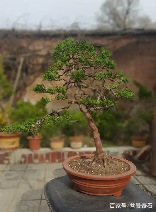 绿化苗小龙柏的变化.