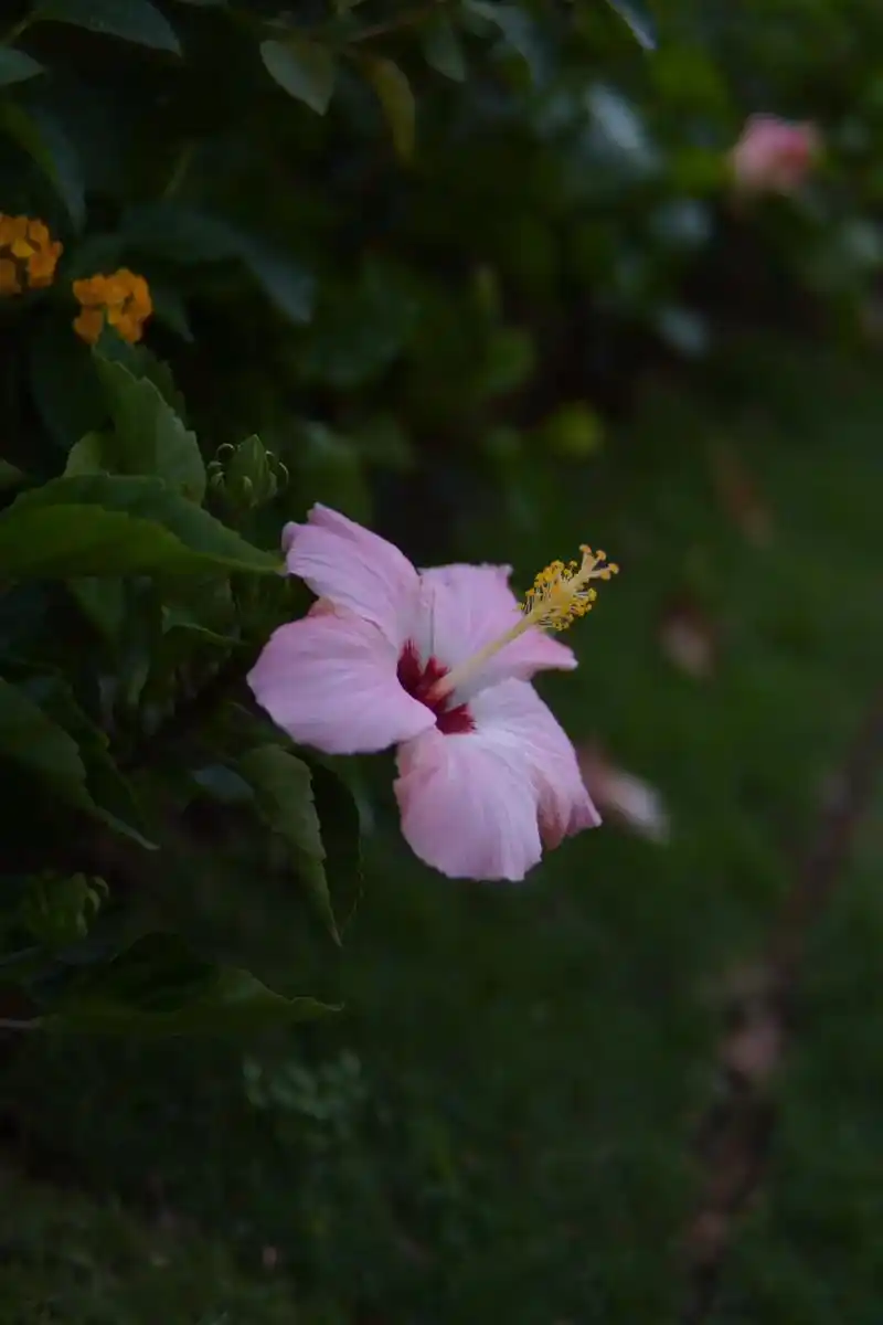 【朱槿花】花期:四季均开花-锦葵科,木槿属植物,又名扶桑 - 抖音