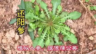 植物苦碟子又叫假还阳参很像蒲公英想不到价值这么高
