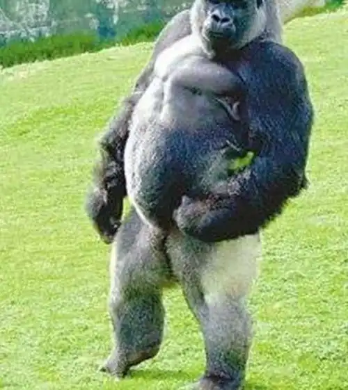 日本动物园里有一只黑猩猩模仿人的动作表情让游客哭笑不得