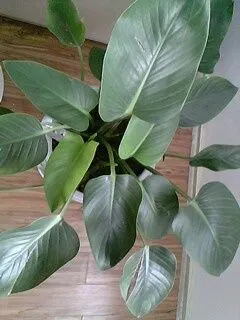 这是什么植物 大叶子的