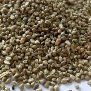 老稗子商家店铺|老稗子网店商品 - 联手网