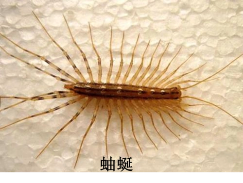 北方地区常见的虫和兽