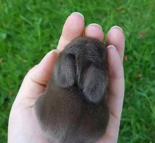 这些兔兔蜷缩在巴掌上,看起来弱小可怜又无助