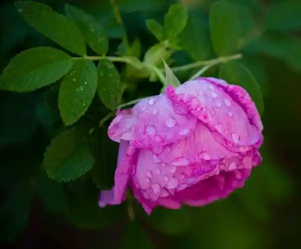 济南市花玫瑰绽放花香芬芳扑鼻幽香醉人