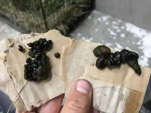 喂多少个白天加夜班的奶才能把小獐子养大