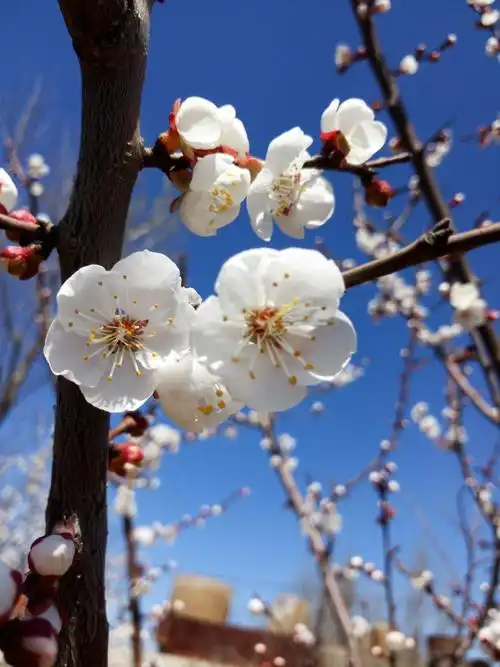 杏花春旬花满枝